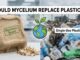 Could Mycelium-Based Biomaterials Realistically Replace Single-Use Plastics in Global Packaging